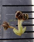  Male Flower